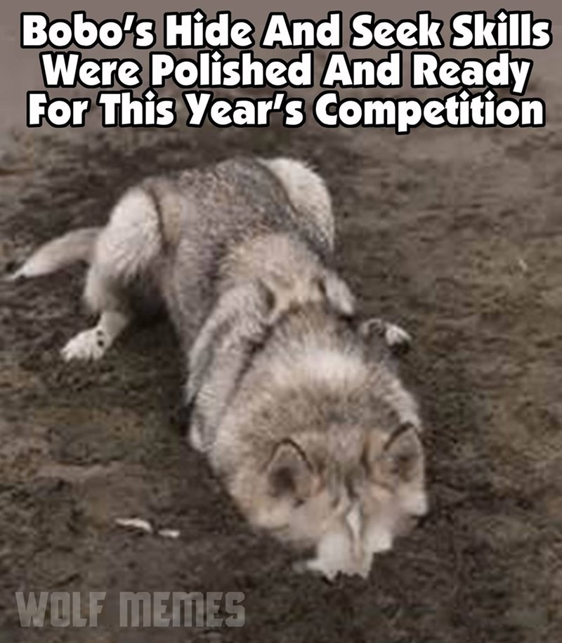 Bobo's Hide And Seek Skills Were Polished And Ready For This Year's Competition WOLF MEMES