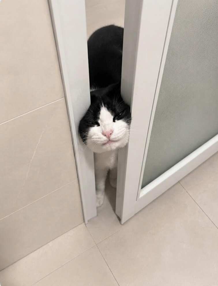 Cheezburger Image 10654905856