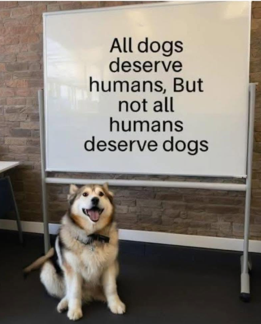 All dogs deserve humans, But not all humans deserve dogs