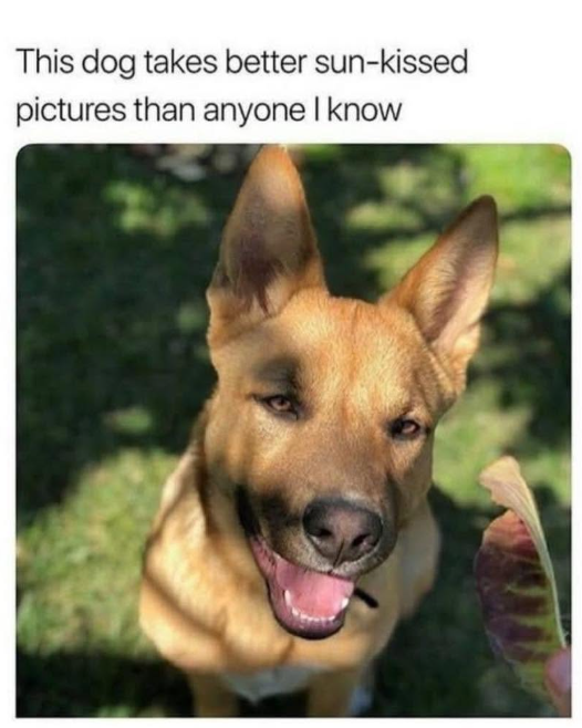 This dog takes better sun-kissed pictures than anyone I know
