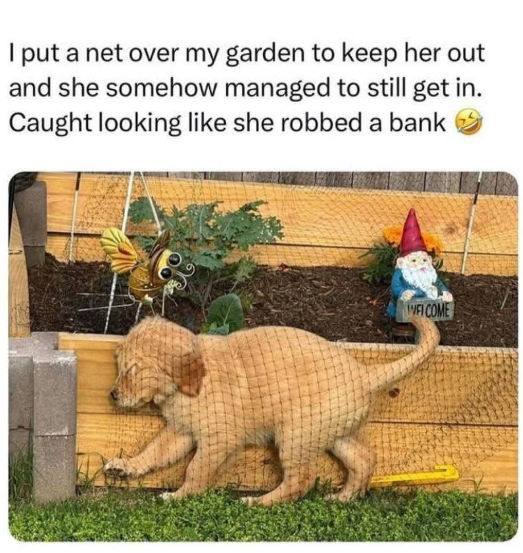 I put a net over my garden to keep her out and she somehow managed to still get in. Caught looking like she robbed a bank FI COME