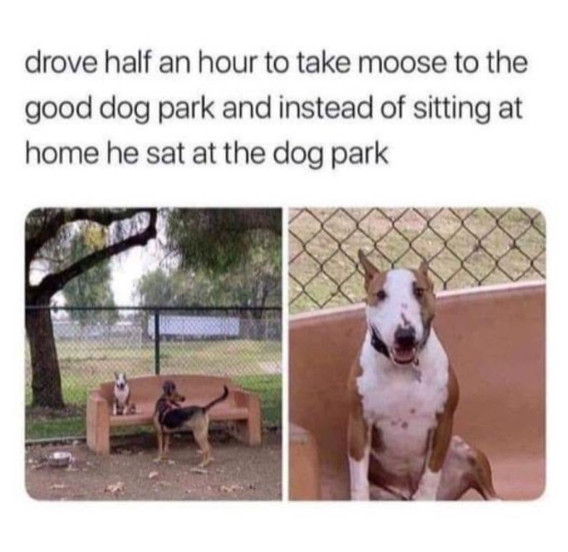 drove half an hour to take moose to the good dog park and instead of sitting at home he sat at the dog park