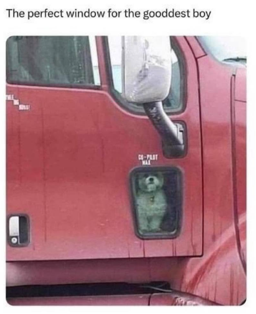 The perfect window for the gooddest boy CO-PLOT