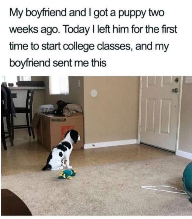 My boyfriend and I got a puppy two weeks ago. Today I left him for the first time to start college classes, and my boyfriend sent me this