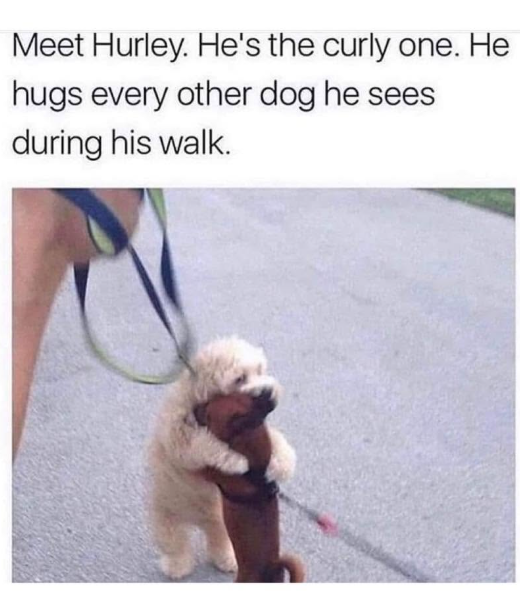 Meet Hurley. He's the curly one. He hugs every other dog he sees during his walk.