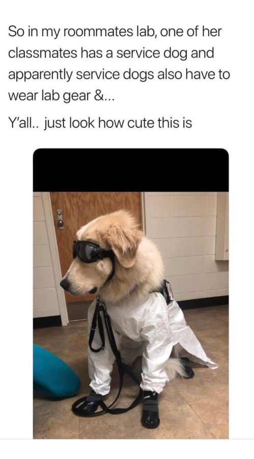 So in my roommates lab, one of her classmates has a service dog and apparently service dogs also have to wear lab gear &... Y'all.. just look how cute this is