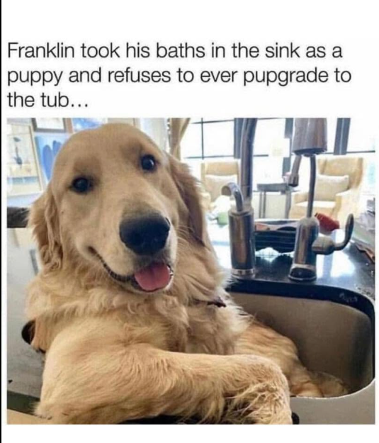 Franklin took his baths in the sink as a puppy and refuses to ever pupgrade to the tub...