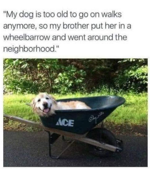 "My dog is too old to go on walks anymore, so my brother put her in a wheelbarrow and went around the neighborhood." ACE