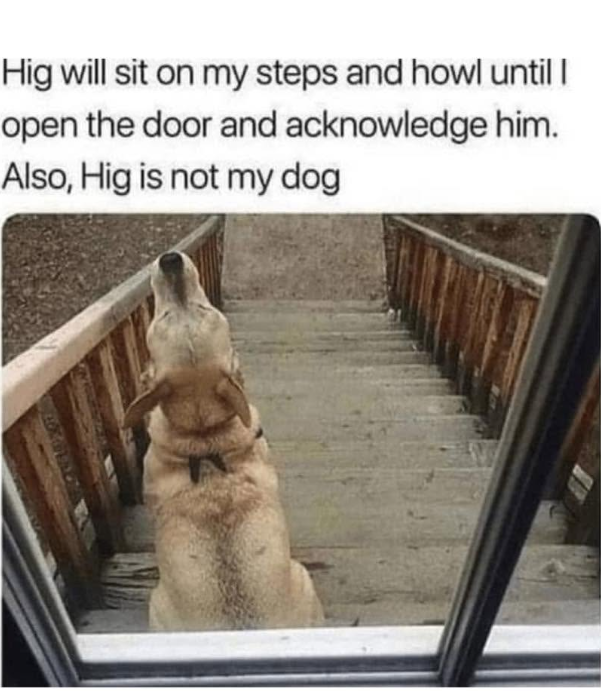 Hig will sit on my steps and howl until I open the door and acknowledge him. Also, Hig is not my dog