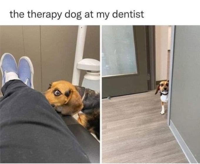 the therapy dog at my dentist