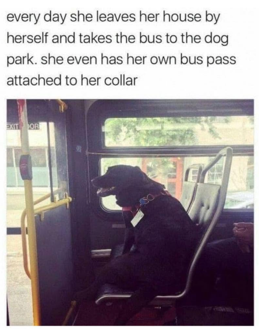 every day she leaves her house by herself and takes the bus to the dog park. she even has her own bus pass attached to her collar EXIT OR