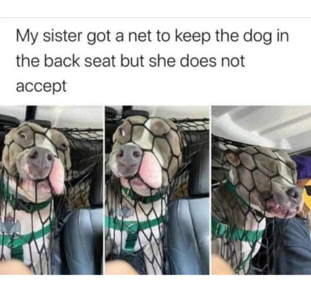 My sister got a net to keep the dog in the back seat but she does not accept