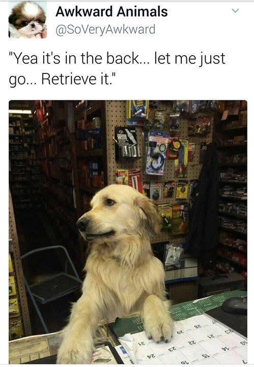 Awkward Animals @SoVeryAwkward "Yea it's in the back... let me just go... Retrieve it." LE 02 EZ 62 QL 22