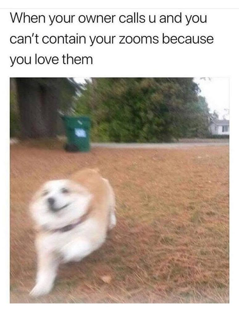 When your owner calls u and you can't contain your zooms because you love them