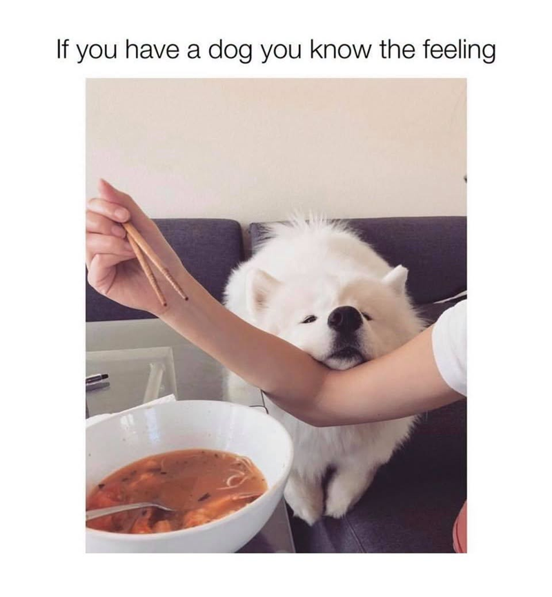 If you have a dog you know the feeling