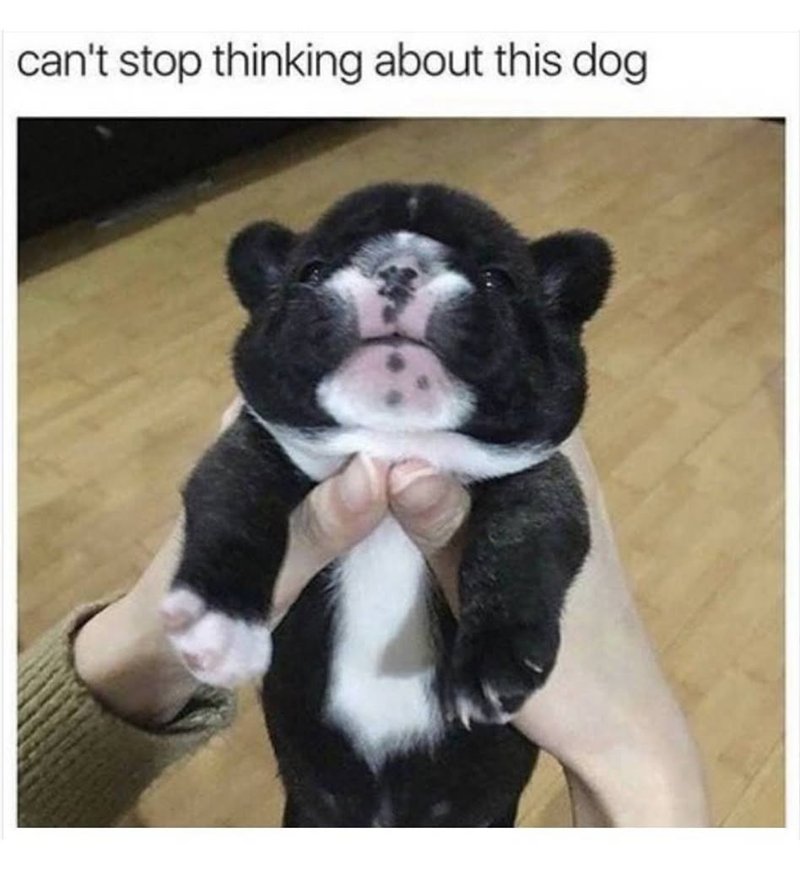 can't stop thinking about this dog