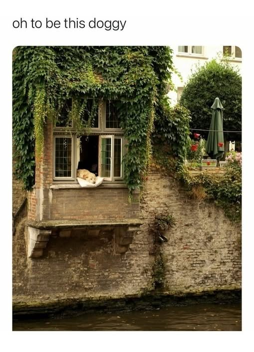 oh to be this doggy