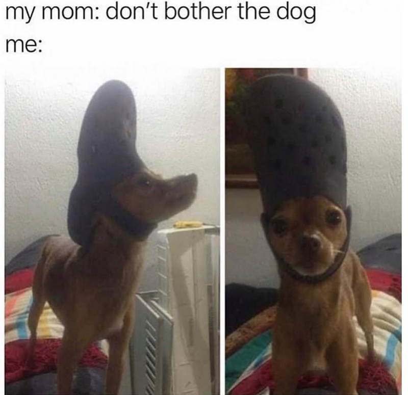 my mom: don't bother the dog me: