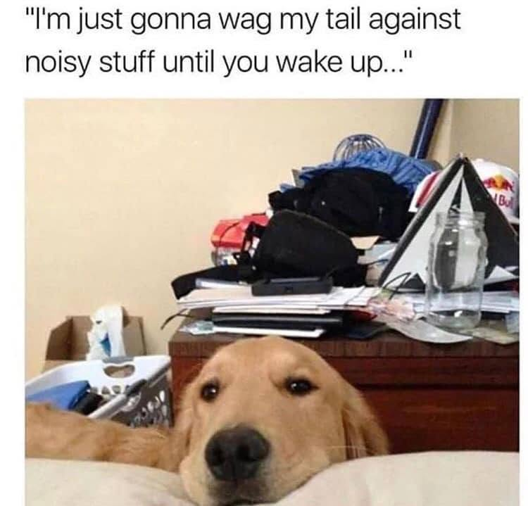 "I'm just gonna wag my tail against noisy stuff until you wake up..." Bu