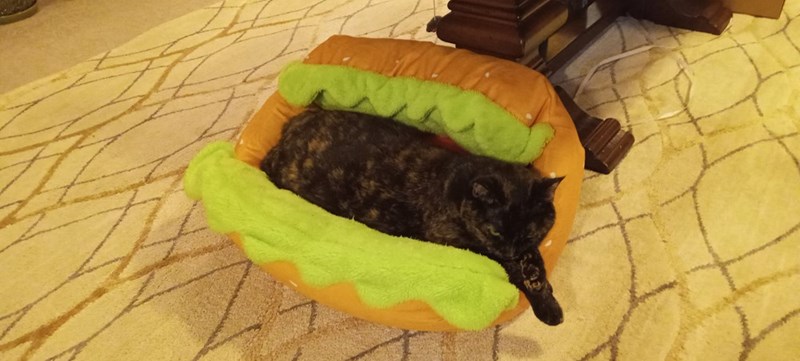 Cheezburger Image 10654935296