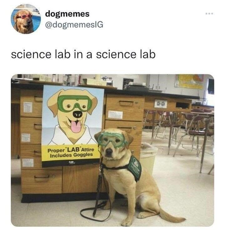 dogmemes @dogmemesIG science lab in a science lab Proper LAB Attire Includes Goggles