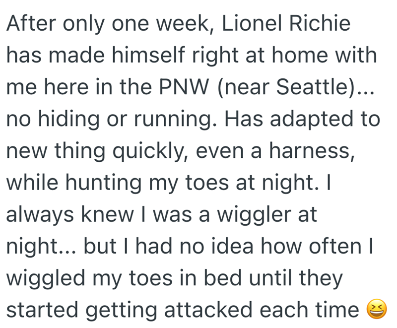 After only one week, Lionel Richie has made himself right at home with me here in the PNW (near Seattle)... no hiding or running. Has adapted to new thing quickly, even a harness, while hunting my toes at night. I always knew I was a wiggler at night... but I had no idea how often I wiggled my toes in bed until they started getting attacked each time