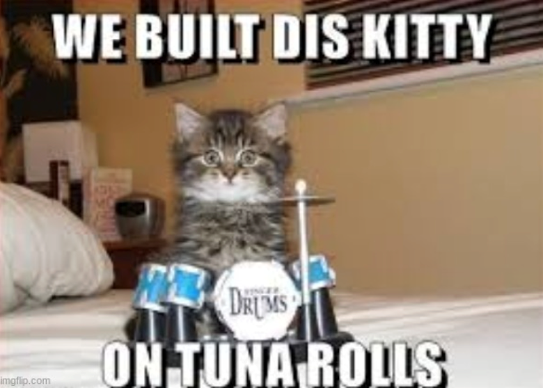 imgflip.com WE BUILT DIS KITTY LVINGER ON TUNA ROLLS