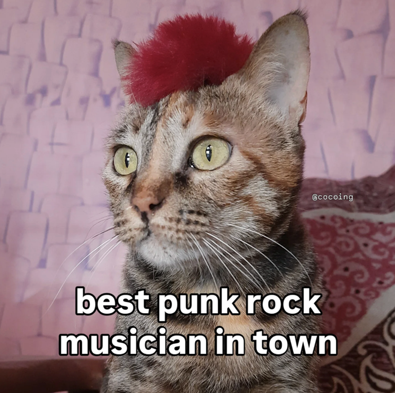 @cocoing best punk rock musician in town