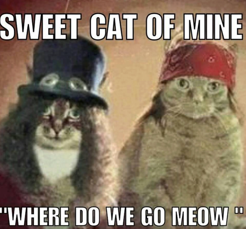 SWEET CAT OF MINE "WHERE DO WE GO MEOW 00