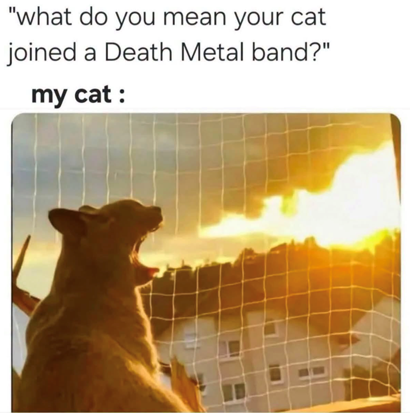 "what do you mean your cat joined a Death Metal band?" my cat :