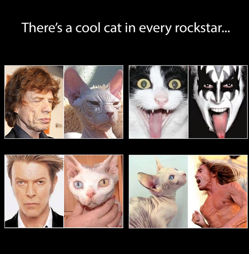 There's a cool cat in every rockstar...
