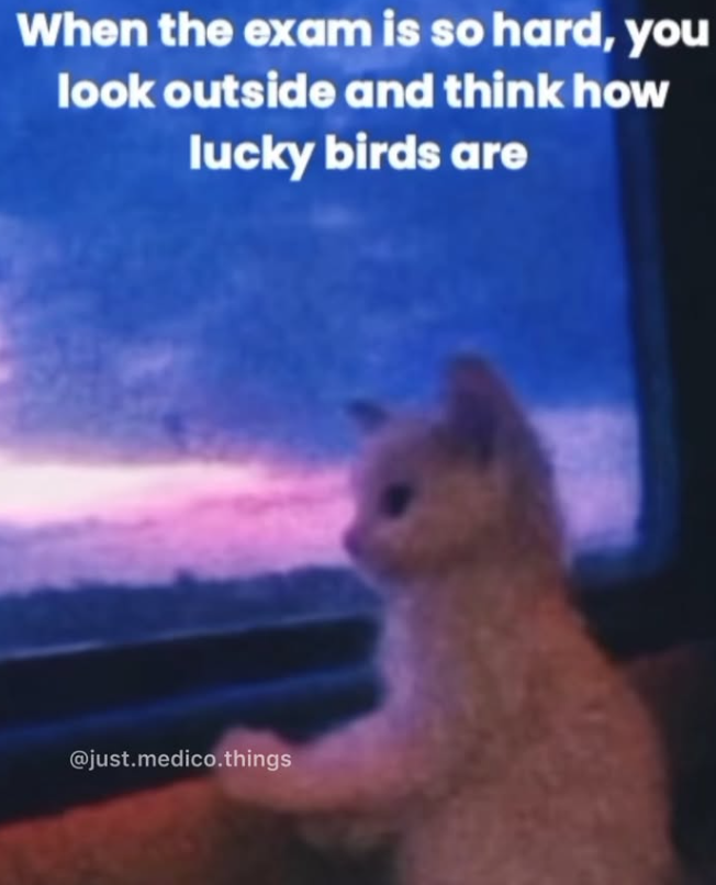 When the exam is so hard, you look outside and think how lucky birds are @just.medico.things