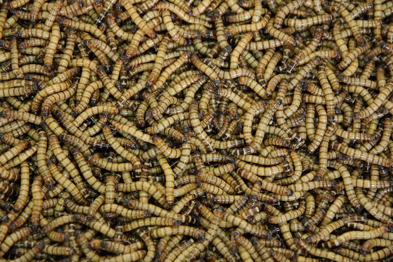 Maggots, the larvae of flies that feast on rotten food. 
