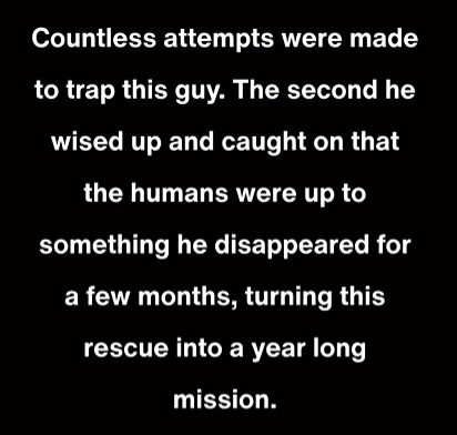 Countless attempts were made to trap this guy. The second he wised up and caught on that the humans were up to something he disappeared for a few months, turning this rescue into a year long mission.