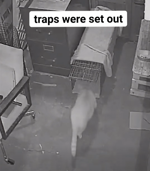 traps were set out