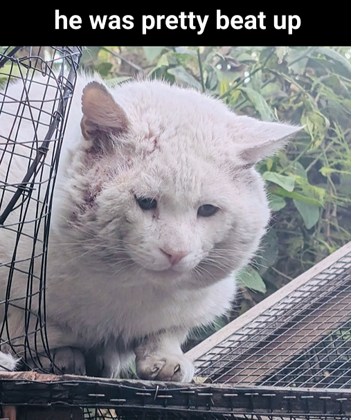 he was pretty beat up