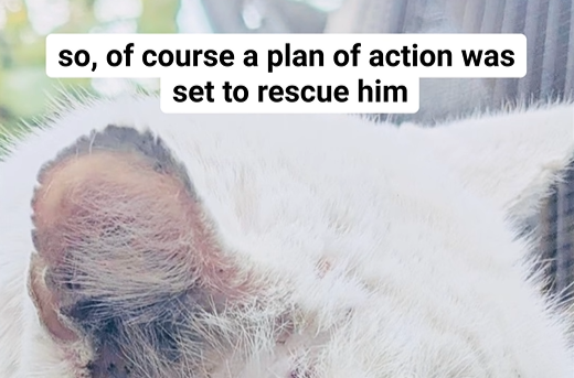 so, of course a plan of action was set to rescue him