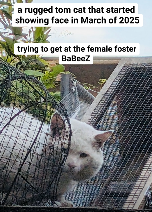 a rugged tom cat that started showing face in March of 2025 trying to get at the female foster BaBeeZ