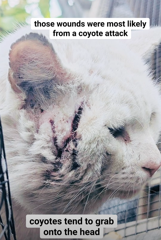 those wounds were most likely from a coyote attack coyotes tend to grab onto the head