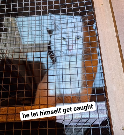 he let himself get caught