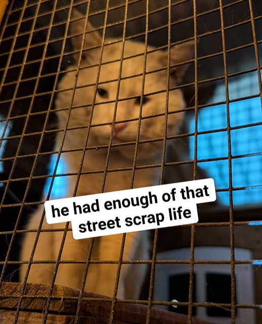 he had enough of that street scrap life