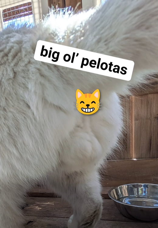 big ol' pelotas
