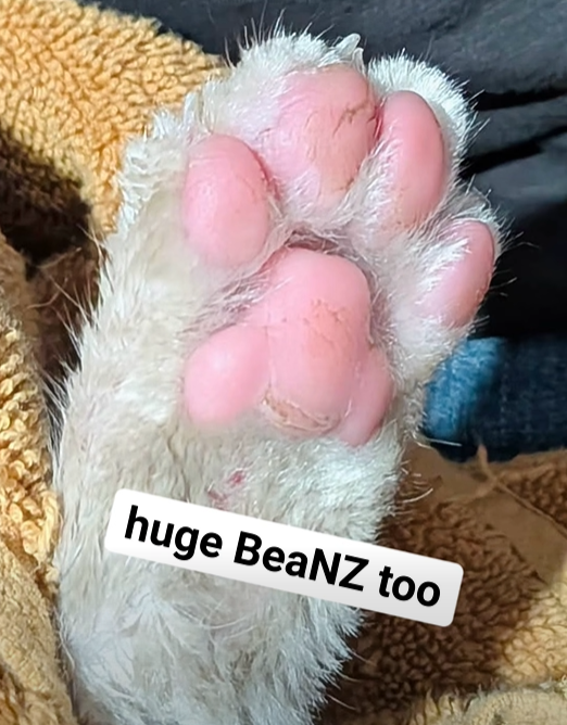 huge BeaNZ too