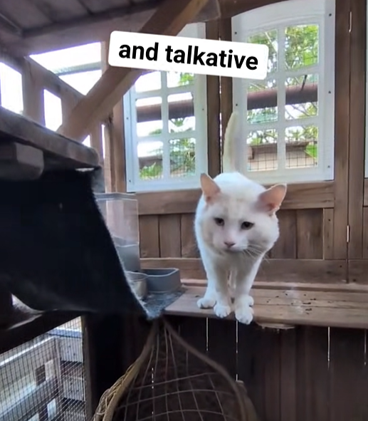 and talkative