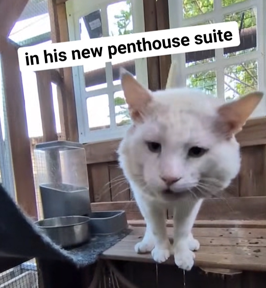 in his new penthouse suite