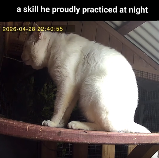 a skill he proudly practiced at night 2026-04-28 22:40:55
