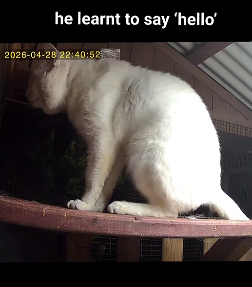 he learnt to say 'hello' 2026-04-28 22:40:52
