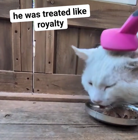 he was treated like royalty