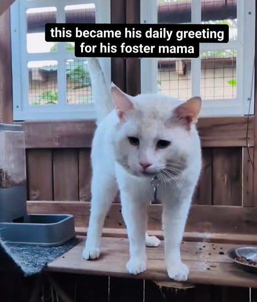 this became his daily greeting for his foster mama