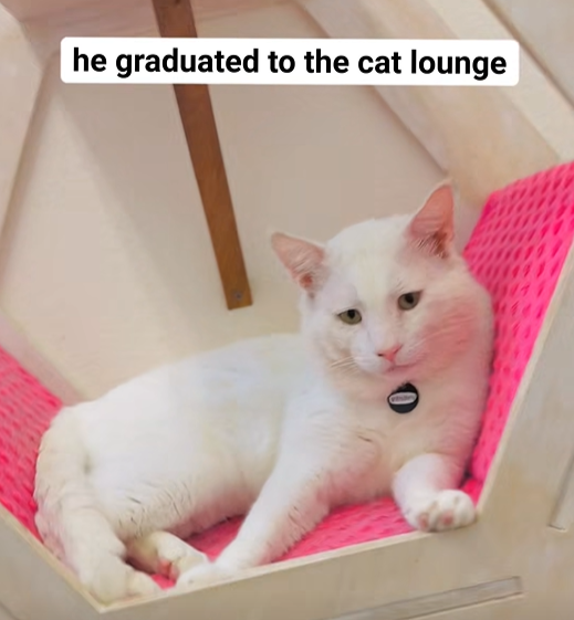he graduated to the cat lounge